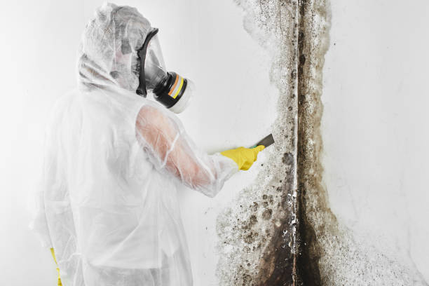 Professional Mold Removal in Staples, MN