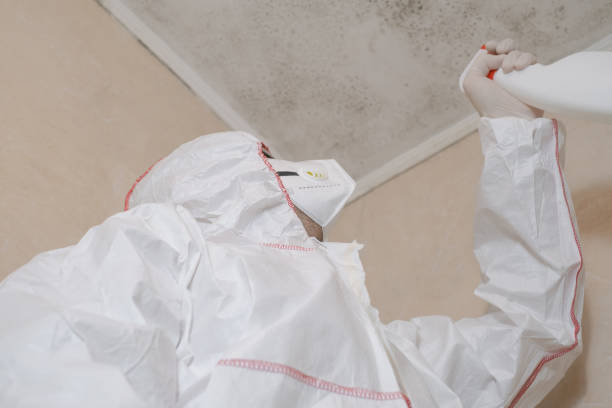 Office Mold Removal Services in Staples, MN